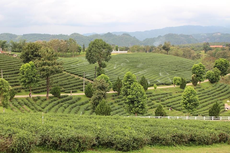 piantagioni di the chiang rai